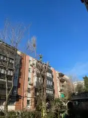 TALA Y PODA EN ALTURA Palencia TALA Y PODA ÁRBOLES EN ALTURA Palencia