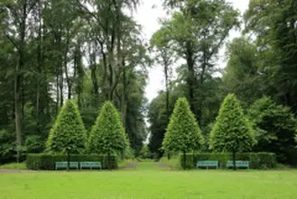 Talamos y podamos en altura Palencia Arboricultura