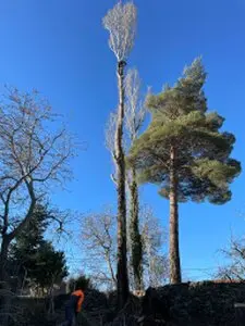 Podas y talas de árboles en altura Palencia Arboricultura